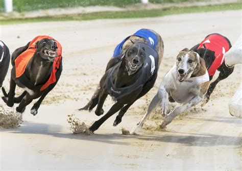 english greyhound derby 2021|UPDATED: (with videos) DERBY RESULTS & SEMIS .